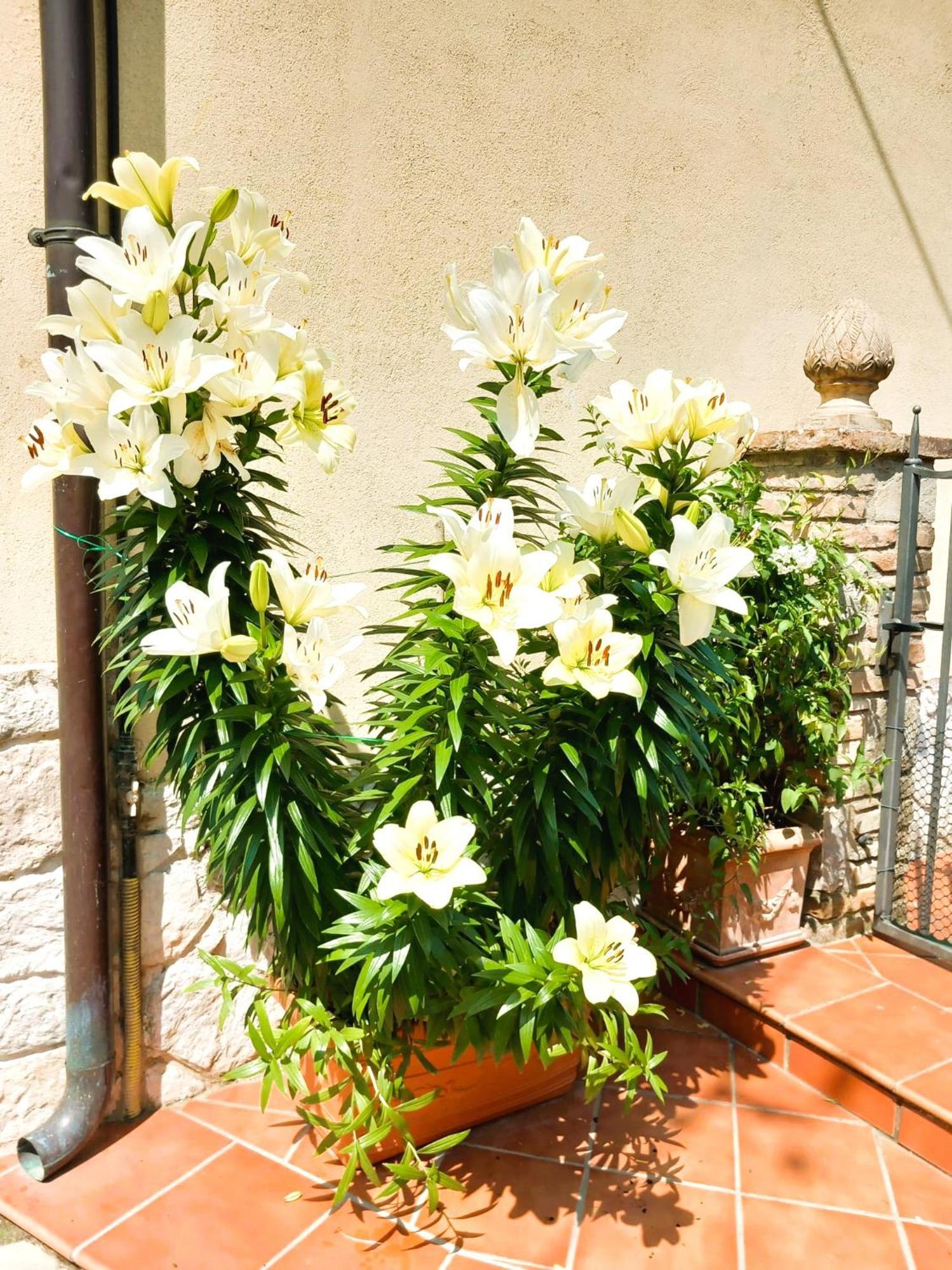Pensjonat Borgo San Savino San Savino  Zewnętrze zdjęcie